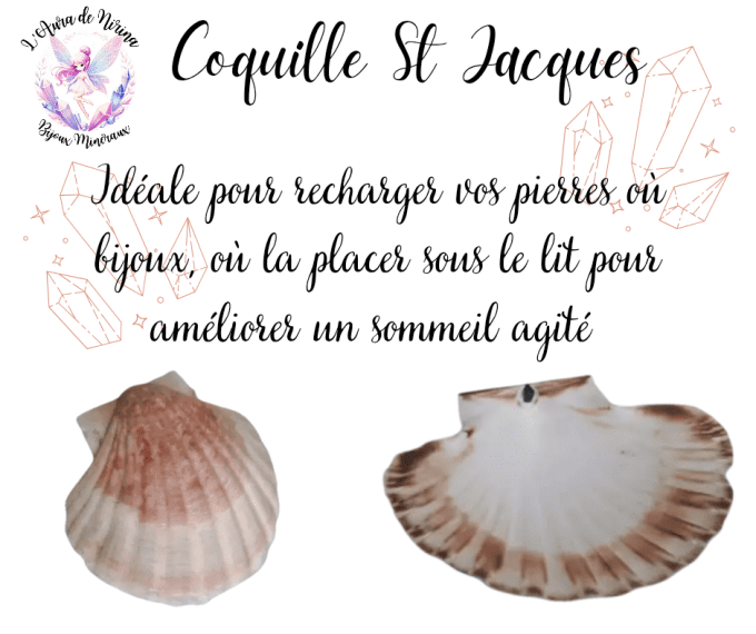 Coquille saint jacques